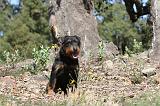 JAGDTERRIER ALLEMAND 005